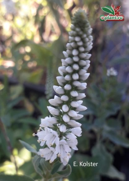 Veronica spicata 'Alba'