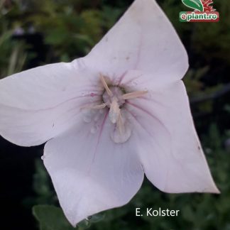 Platycodon grandiflorus 'Astra White'