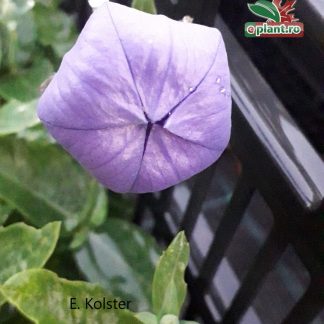 Platycodon grandiflorus 'Fuji Blue'