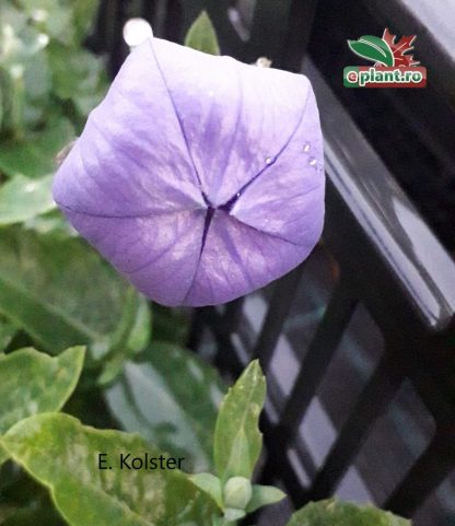 Platycodon grandiflorus 'Fuji Blue'