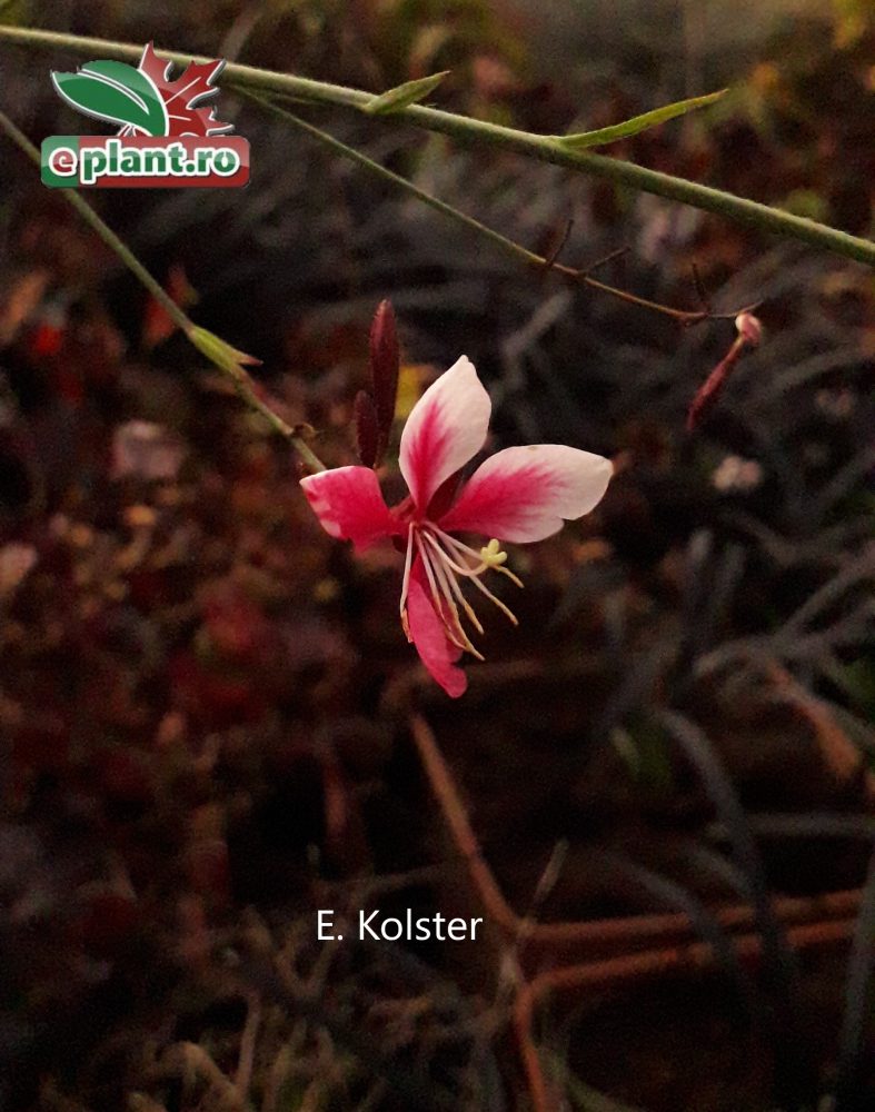 Gaura sisjkiyou bloem 2