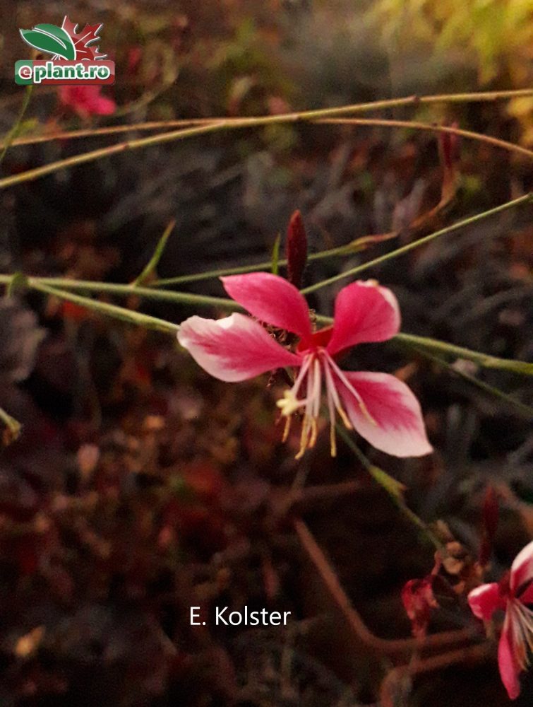 Gaura sisjkiyou bloem