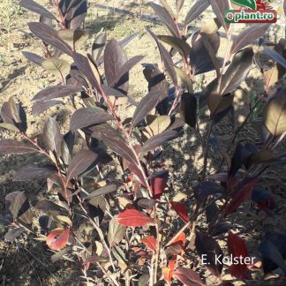 Aronia melanocarpa