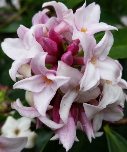 Daphne odora 'Perfume Princess'