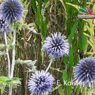 Echinops bannaticus 'Blue Globe'