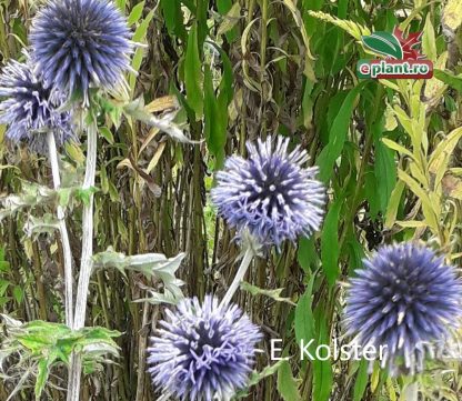 Echinops bannaticus 'Blue Globe'