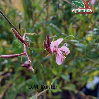 Gaura lindheimeri 'Siskiyou Pink'