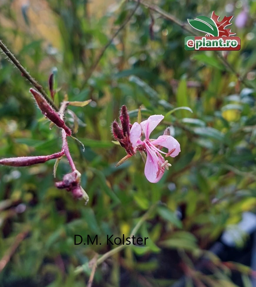 gaura sisjkiyou pink bloem Gaura lindheimeri 'Siskiyou Pink'