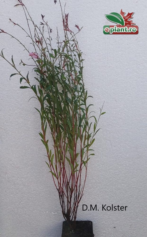 gaura sisjkiyou pink