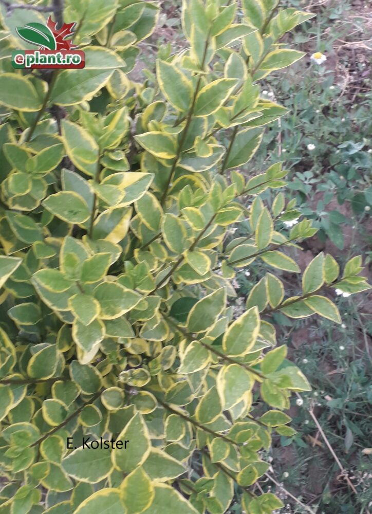 ligustrum ov aureum