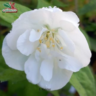 Philadelphus virginal