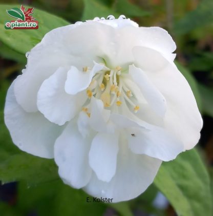 Philadelphus virginal