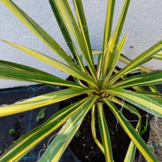 Yucca filamentosa 'Color Guard'