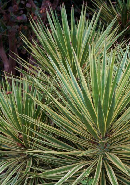 Yucca filamentosa 'Variegata'