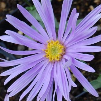 Aster amellus 'Silbersee'