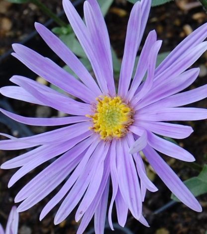 Aster amellus 'Silbersee'