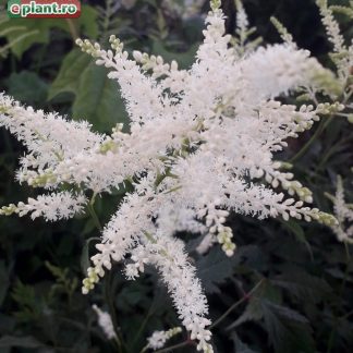 Astilbe japonica 'Washington'