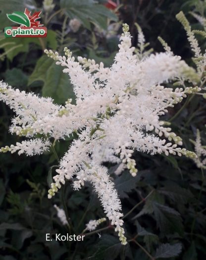 Astilbe japonica 'Washington'