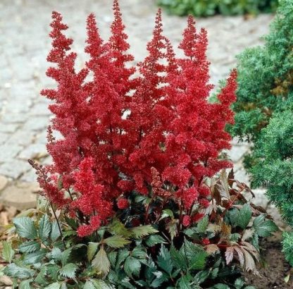 Astilbe x arendsii 'Fanal'