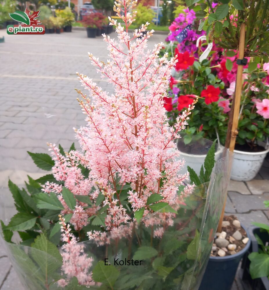astilbe henny graafland bloem Astilbe simplicifolia 'Hennie Graafland'