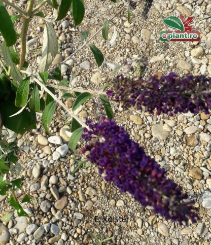 Buddleja davidii 'Black Night'