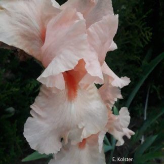 Iris germanica 'Pink Horizon'