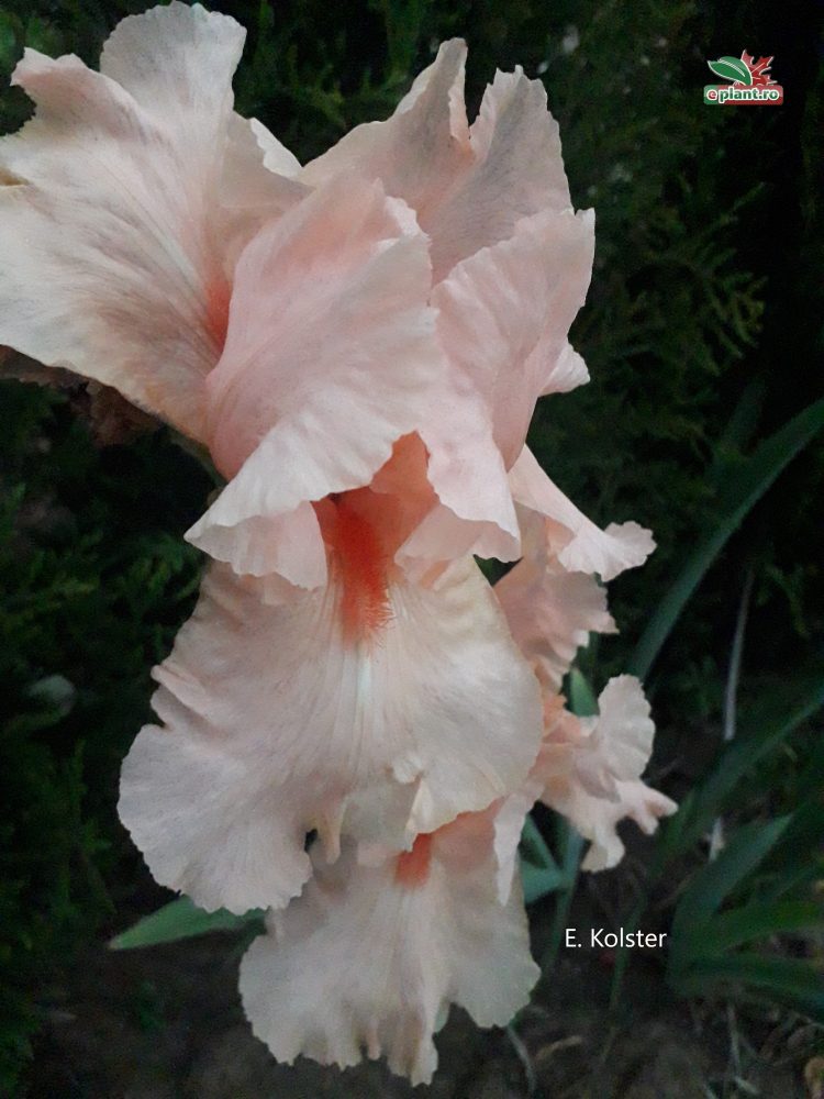 Iris orange Iris germanica 'Pink Horizon'