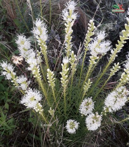 Liatris spicata 'Alba'