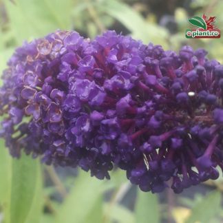 Buddleja davidii 'Purple Friend'