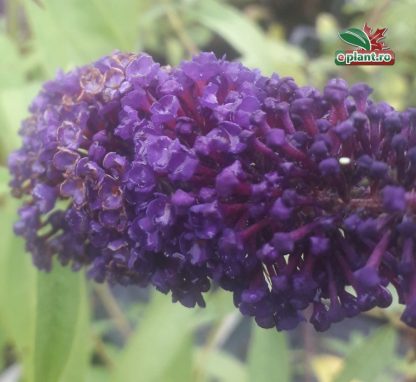 Buddleja davidii 'Purple Friend'