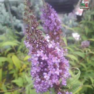 Buddleja davidii