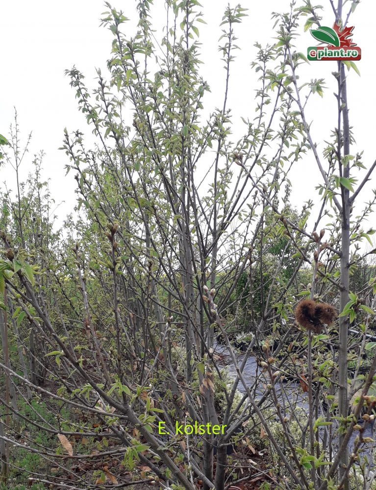 castanea sativa 2