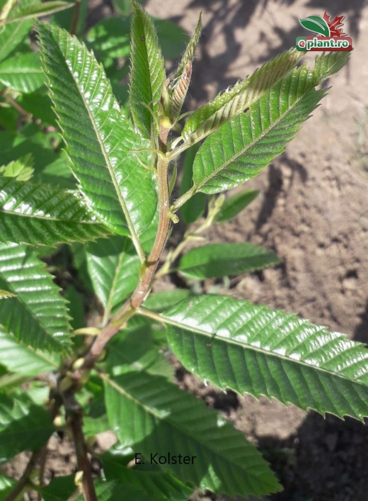castanea sativa 3