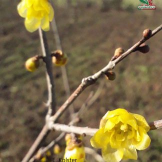 chimonanthus concolor