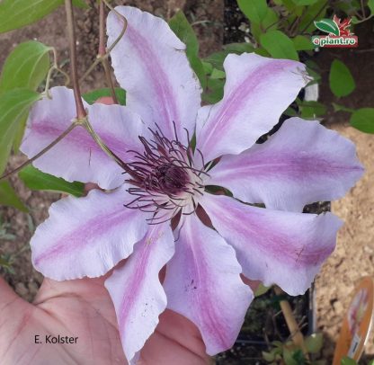 Clematis 'Nelly Moser' - Clematită roz cu alb