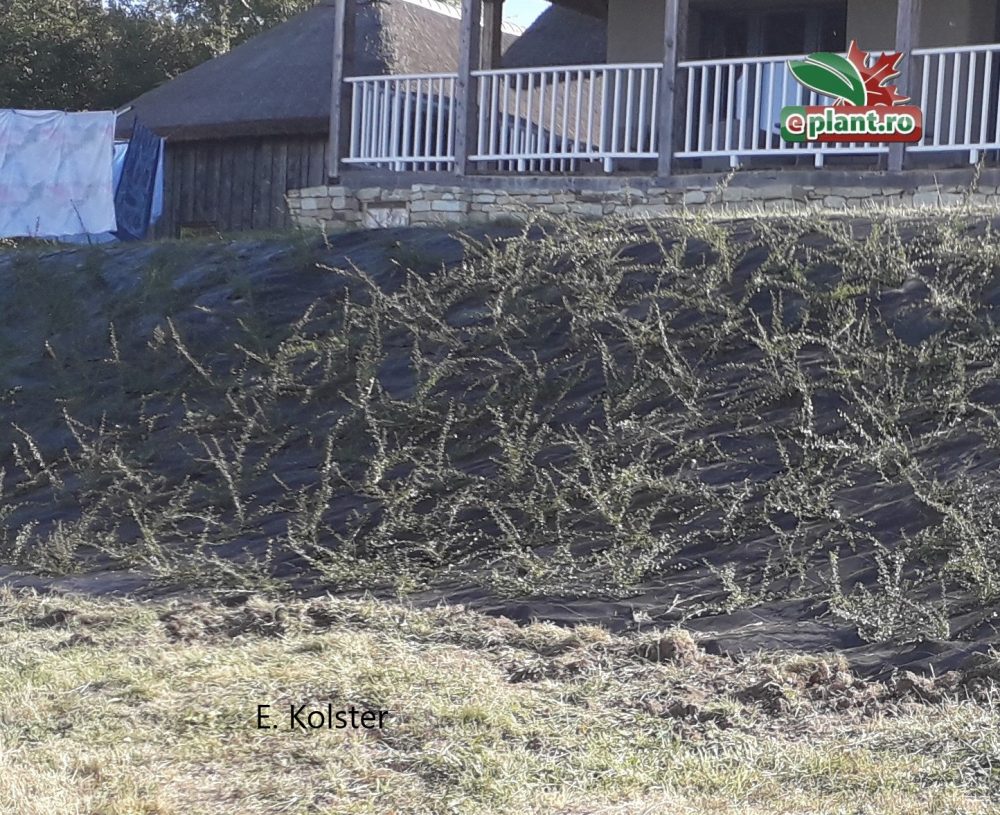 cotoneaster pe panta