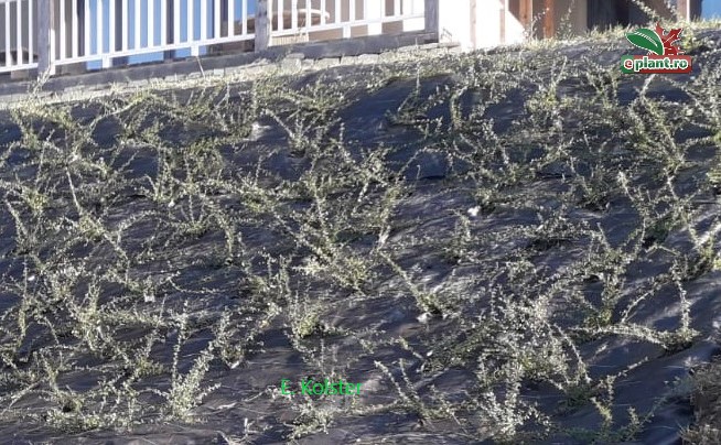 cotoneaster talut plantatie