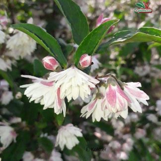 Deutzia scabra 'Plena'