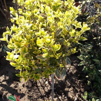 Euonymus fortunei 'Emerald 'n Gold'