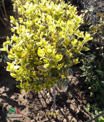 Euonymus fortunei 'Emerald 'n Gold'