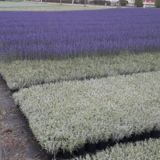 Lavandula angustifolia 'Hidcote' - Lavanda englezească