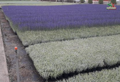 Lavandula angustifolia 'Hidcote' - Lavanda englezească