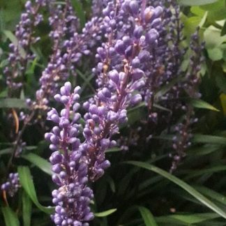 Liriope muscari 'Moneymaker'