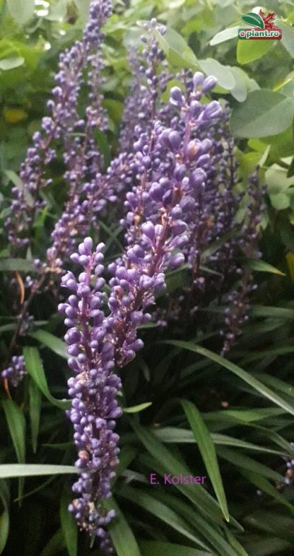 Liriope muscari 'Moneymaker'