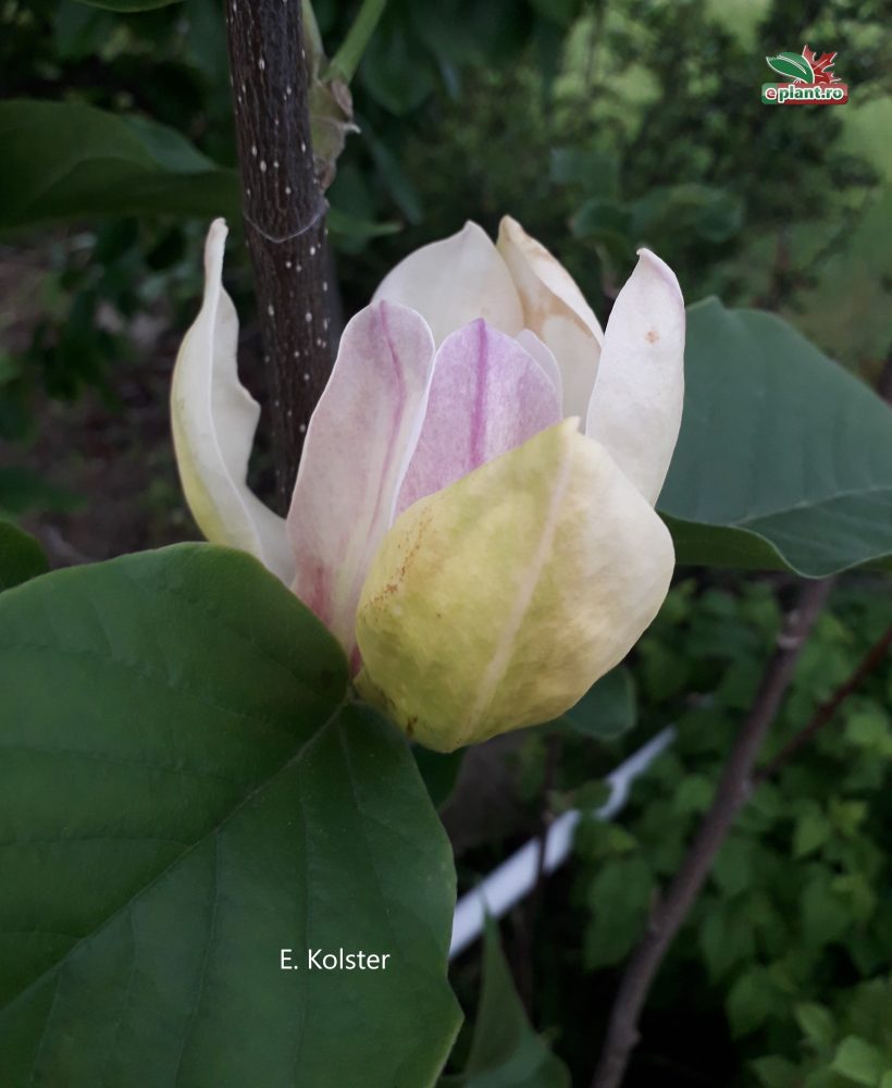 magnolia sunsation 4