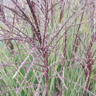 Miscanthus sinensis 'Ferner Osten' - Stuf chinezesc