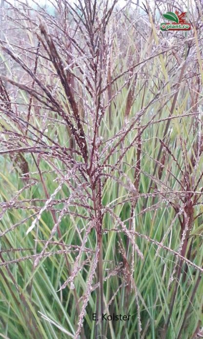 Miscanthus sinensis 'Ferner Osten' - Stuf chinezesc