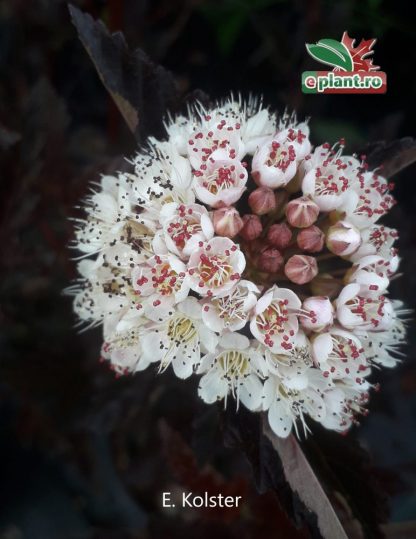 Physocarpus opulifolius 'Red Baron'