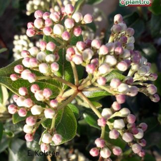 Viburnum tinus 'Gwenllian'