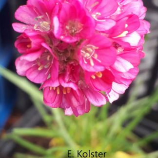 Armeria maritima 'Splendens'